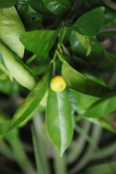 Citrus sinensis RCP12-2015 (26).JPG